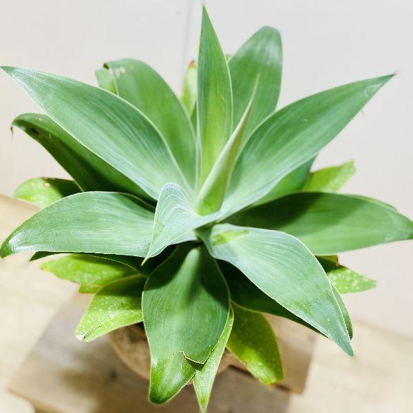 おしゃれ 観葉植物：アガベ アテナータ鉢植え*溶岩砂 現品をお届け