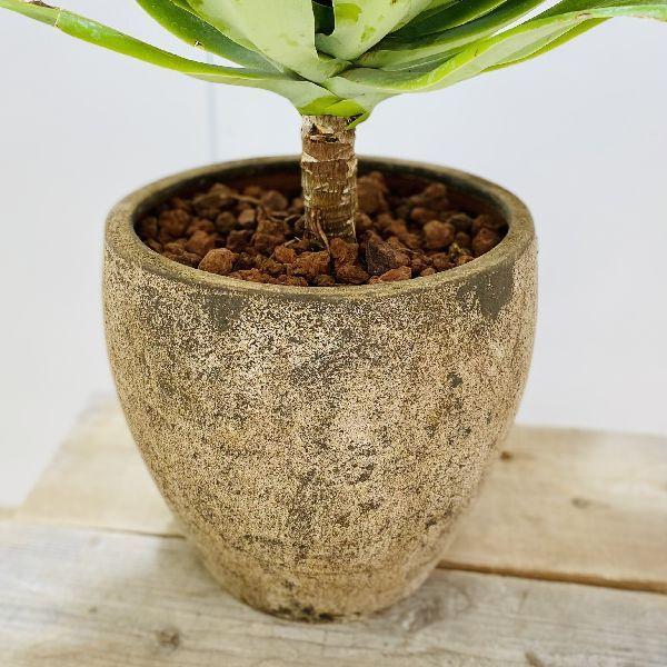 おしゃれ 観葉植物：アガベ アテナータ鉢植え*溶岩砂 現品をお届け
