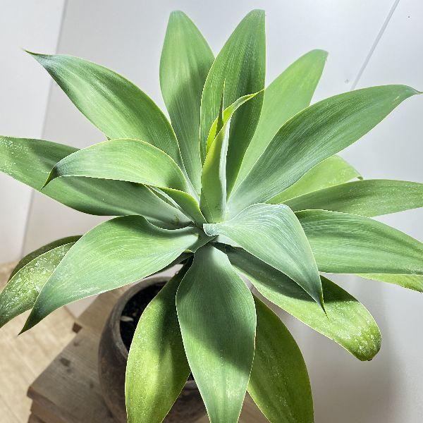 cuminさん専用です。アガベ 、アテナータ。観葉植物。鉢ごと無料