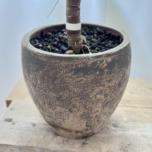 おしゃれ 観葉植物：アガベ アテナータ鉢植え*富士砂 現品をお届け