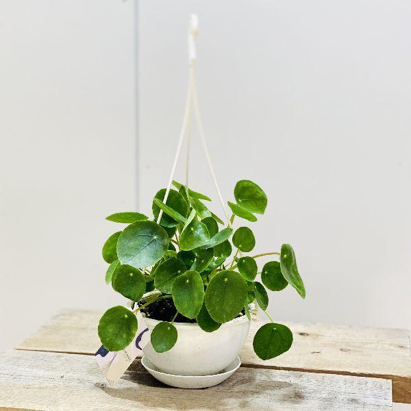 訳ありセール 格安 おしゃれ 観葉植物 ピレア ペペロミオイデス 吊り鉢 Pilea パンケーキプランツ