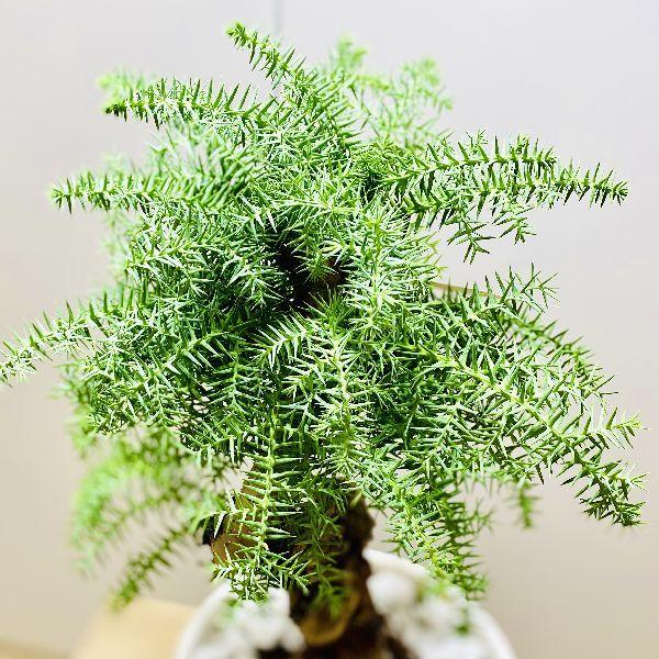 おしゃれ 観葉植物：アロカリア*ナンヨウスギ 現品1番 : 遊恵盆栽
