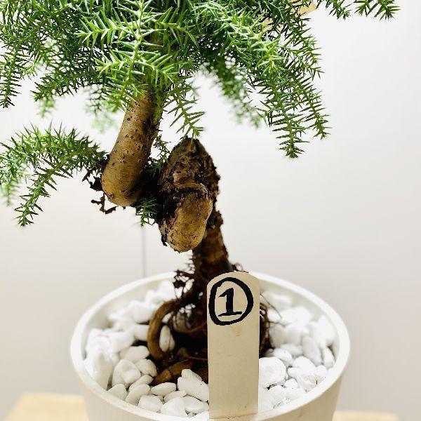 おしゃれ 観葉植物：アロカリア*ナンヨウスギ 現品1番 : 遊恵盆栽