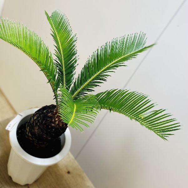 おしゃれ 観葉植物：ソテツ*プラポット 7号 : 遊恵盆栽 Yahoo!店