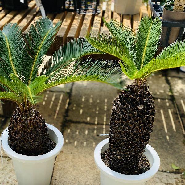 おしゃれ 観葉植物：ソテツ*プラポット 7号 : 遊恵盆栽 Yahoo!店