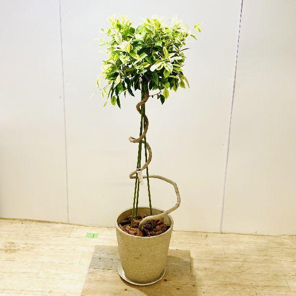 おしゃれ 観葉植物：斑入りガジュマル*らせん仕立て 鉢植え 受皿付