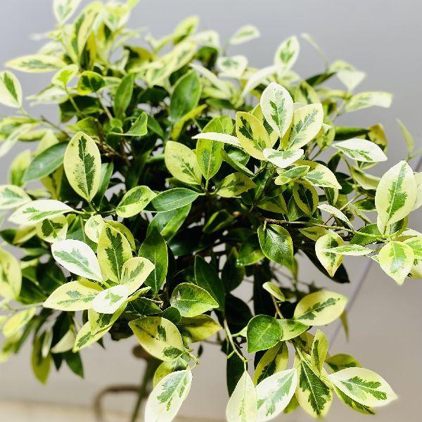 斑入りガジュマル Yahoo!オークション - 接木 ガジュマル 斑入り 3