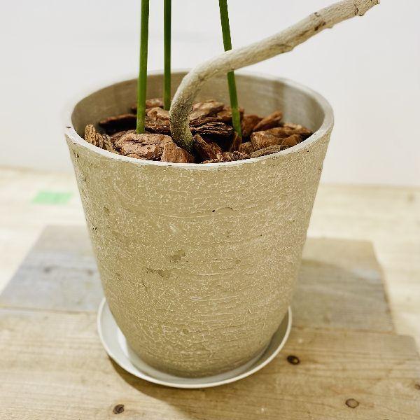 おしゃれ 観葉植物：斑入りガジュマル*らせん仕立て 鉢植え 受皿付