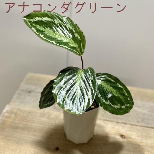 おしゃれ 観葉植物 カラテア 各種 プラポット F6451v 遊恵盆栽 Yahoo 店 通販 Yahoo ショッピング