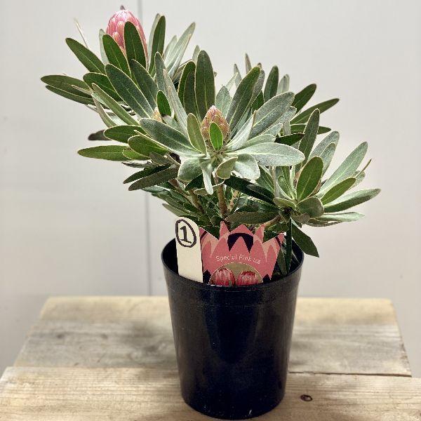 おしゃれ 観葉植物 花苗 プロテア ピンクアイス 6号 現品をお届け F6455v 遊恵盆栽 Yahoo 店 通販 Yahoo ショッピング