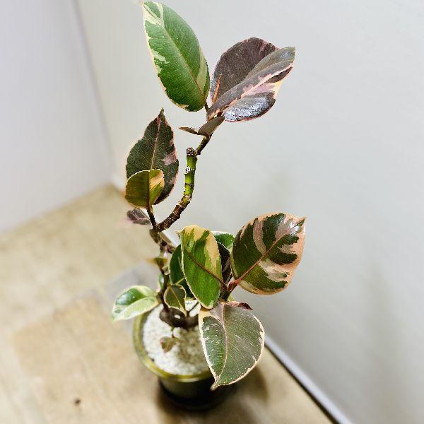 おしゃれ 観葉植物：フィカス ルビー 斑入りゴムの木*鉢植え 受皿付