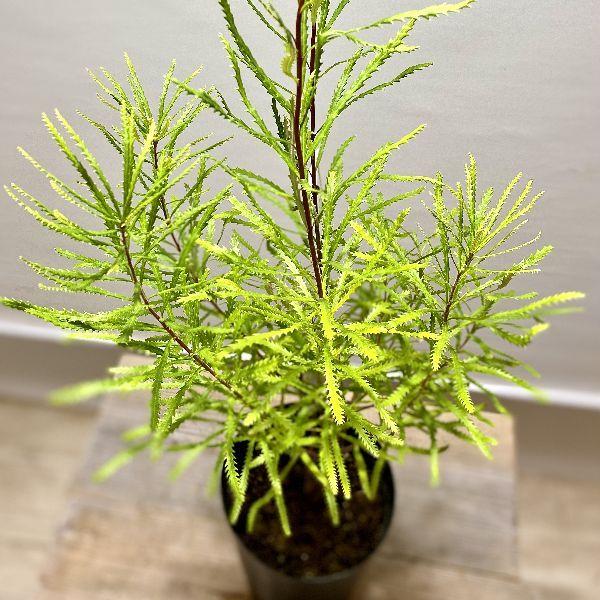 観葉植物 鉢花 苗：バンクシア スピヌロサ*ヘアピンバンクシア 6