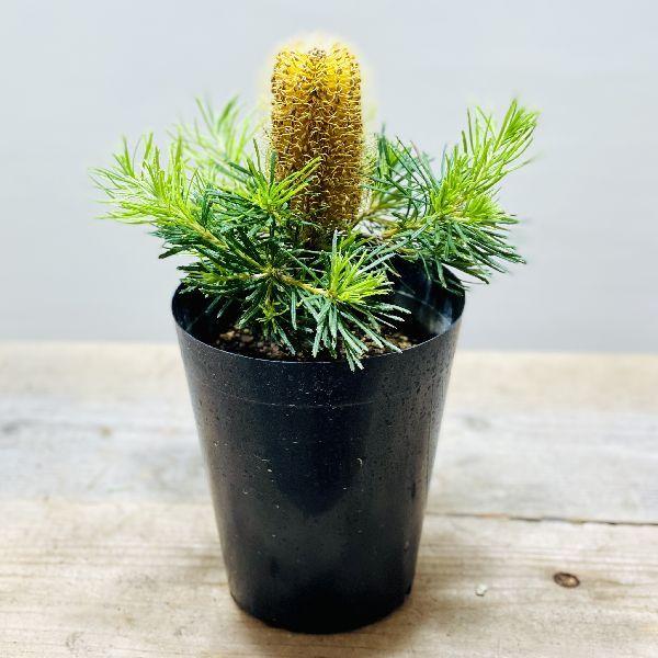 観葉植物 鉢花 苗：バンクシア バースデー キャンドル*6号 Birthday