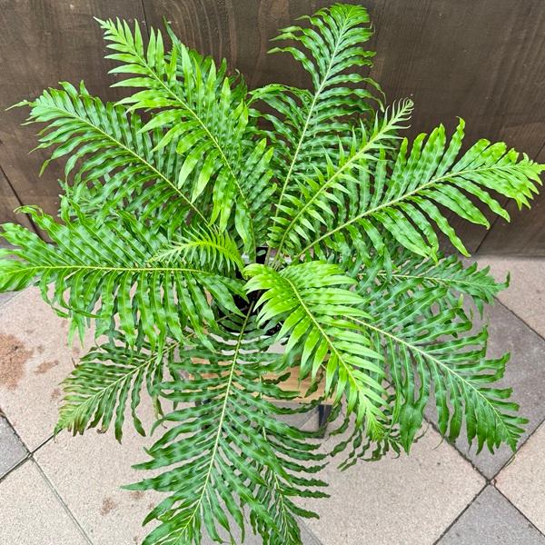 観葉植物 西洋シダ植物：ブレクナム ギバム シルバーレディ*ロマリア 5