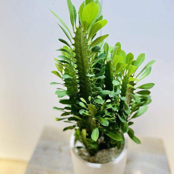 特大】ユーフォルビア トリゴナ 多肉植物 観葉植物 おしゃれ鉢 手渡し