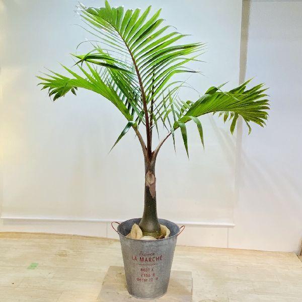 おしゃれ 観葉植物：トックリヤシ 大*バケツ鉢カバー 麻布 大型佐川便