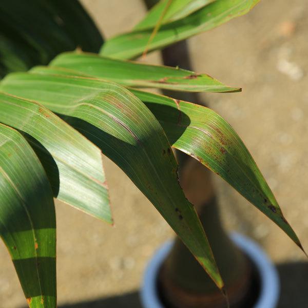 【良好】大きめサイズ トックリヤシ 販売 楽天市場】トックリヤシ（高さ（植物）71 ～ 130.9cm）（観葉