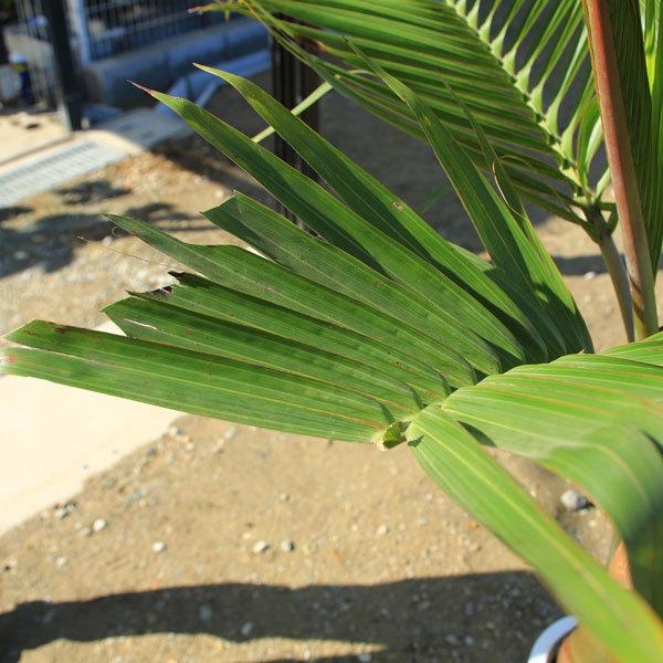 おしゃれ 観葉植物：トックリヤシ 大*バケツ鉢カバー 麻布 大型