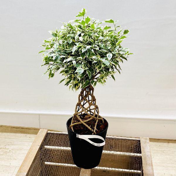 おしゃれ 観葉植物：フィカス ベンジャミン スターライト タワー仕立て