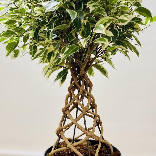 おしゃれ 観葉植物:フィカス ベンジャミン スターライト タワー おしゃれ 観葉植物:フィカス ベンジャミン スターライト タワー