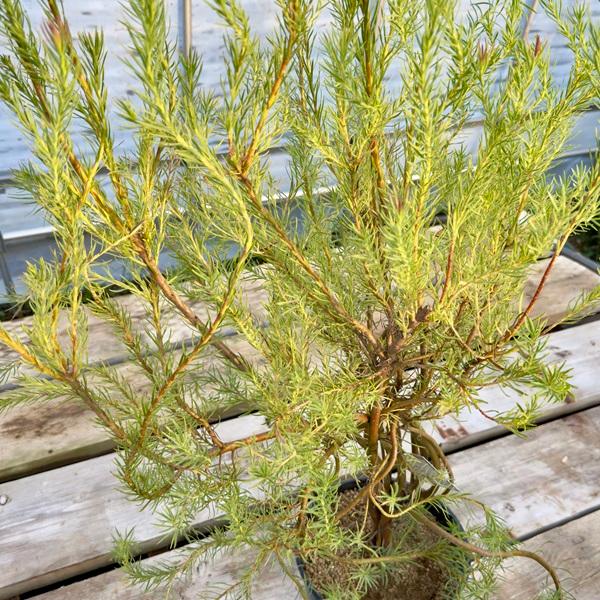 おしゃれ 観葉植物 苗：リューカデンドロン ラグジュウム*8号 大型
