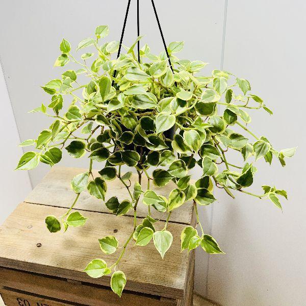 おしゃれ 観葉植物 ペペロミア セルペンス 黒吊り鉢 F6484v 遊恵盆栽 Yahoo 店 通販 Yahoo ショッピング
