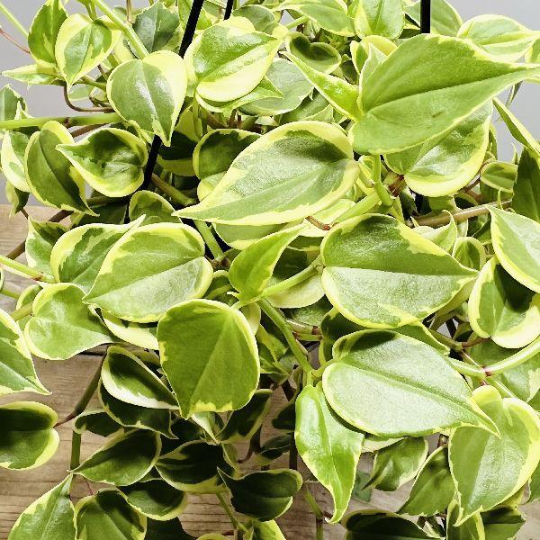 おしゃれ　観葉植物：ペペロミア　セルペンス*黒吊り鉢｜y-bonsai｜02