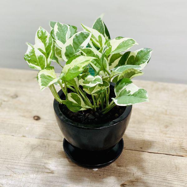 かわいい おしゃれ 観葉植物 ポトス エンジョイ 鉢植え 受皿付 Wantannas Go Id