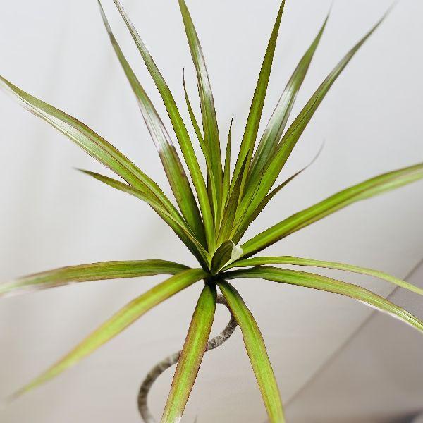 おしゃれ 観葉植物：ドラセナ コンシンネ マゼンタ*鉢植え 受皿付 大型