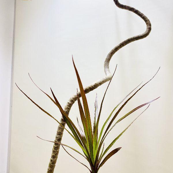 おしゃれ 観葉植物：ドラセナ コンシンネ マゼンタ*鉢植え 受皿付 大型