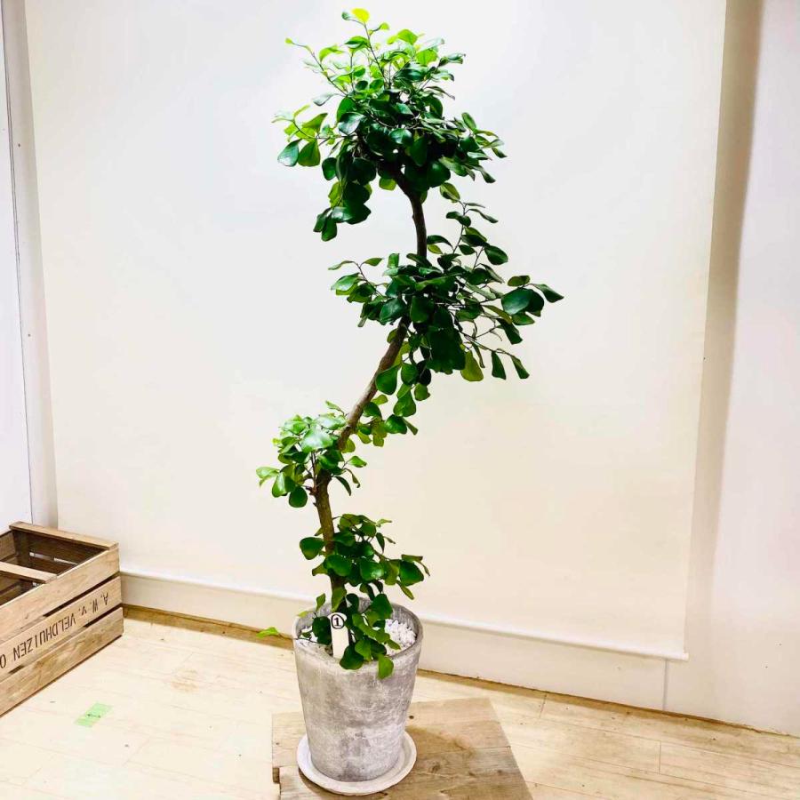おしゃれ 観葉植物 トライアンギュラス 鉢植え 受皿付 現品1番 大型佐川便配送 F64v 遊恵盆栽 Yahoo 店 通販 Yahoo ショッピング