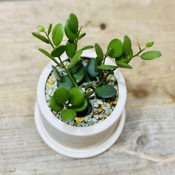 セローム 太幹 オシャレグリーン ７号 太幹 セローム 太幹 オシャレグリーン 7号 太幹 卸売り