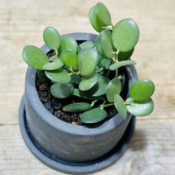 おしゃれ 観葉植物：グリーンドラム*緑の太鼓 クセロシキオス 鉢植え