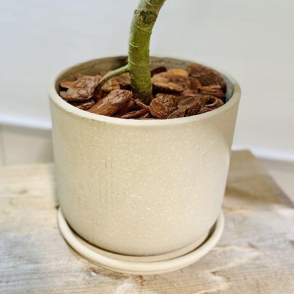 おしゃれ 観葉植物：ツピタンサス*鉢植え 受皿付 バーク 大型佐川急便