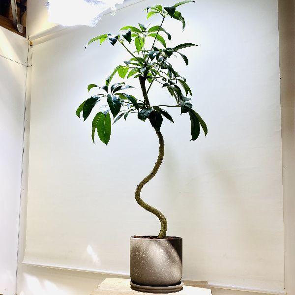おしゃれ 観葉植物：ツピタンサス*鉢植え 受皿付 バーク 大型佐川急便