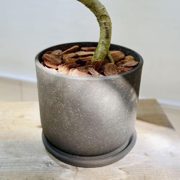 おしゃれ 観葉植物：ツピタンサス*鉢植え 受皿付 バーク 大型佐川急便