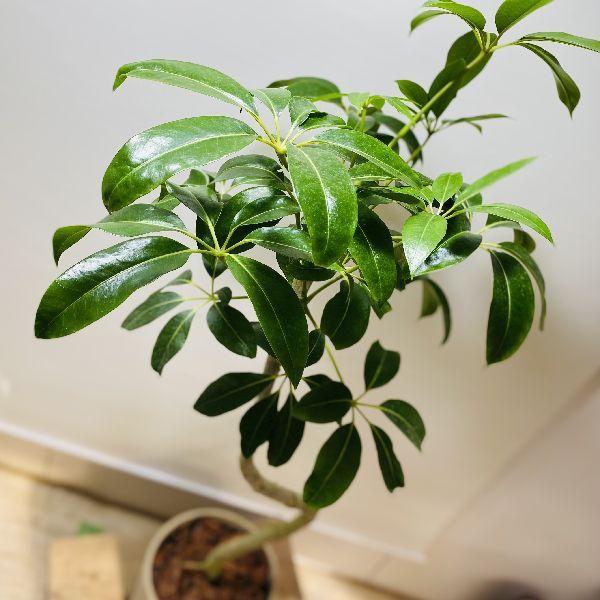 一部予約 おしゃれ 観葉植物 フィカス アムステルダム プラポット 大型佐川急便配送 鉢花