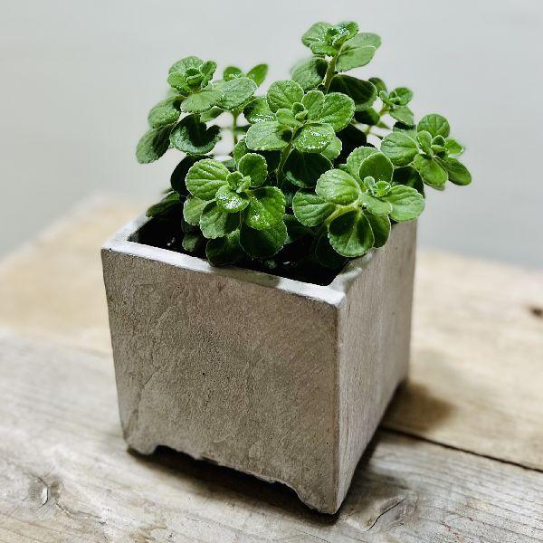 おしゃれ 観葉植物：プレクトランサス アロマティカス*鉢植え : 遊恵