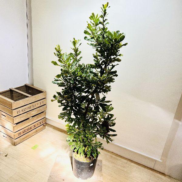 おしゃれ 観葉植物 花苗：バンクシア ウォールム アエムーラ*大型佐川