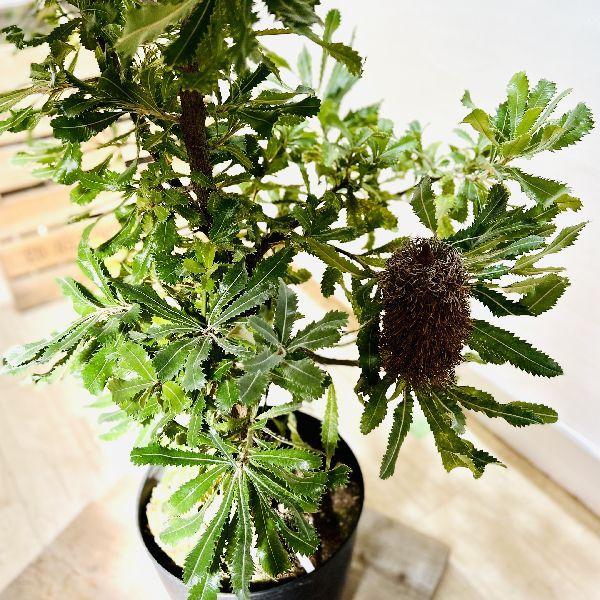 【現品】ウォールムバンクシア　ヲールムバンクシア（アエムーラ）10号　Ｍエ番 現品】ウォールムバンクシア ヲールムバンクシア（アエムーラ）10号 M