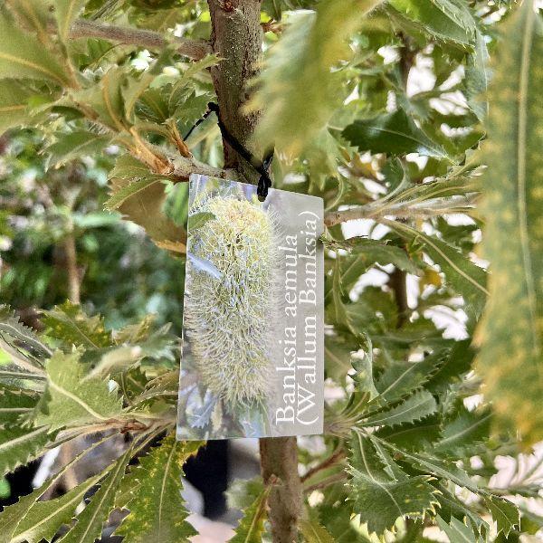 おしゃれ 観葉植物 花苗：バンクシア ウォールム アエムーラ*大型佐川