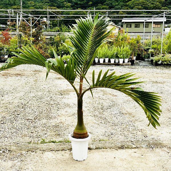 おしゃれ 観葉植物：トックリヤシ 特大*プラポット 大型佐川便