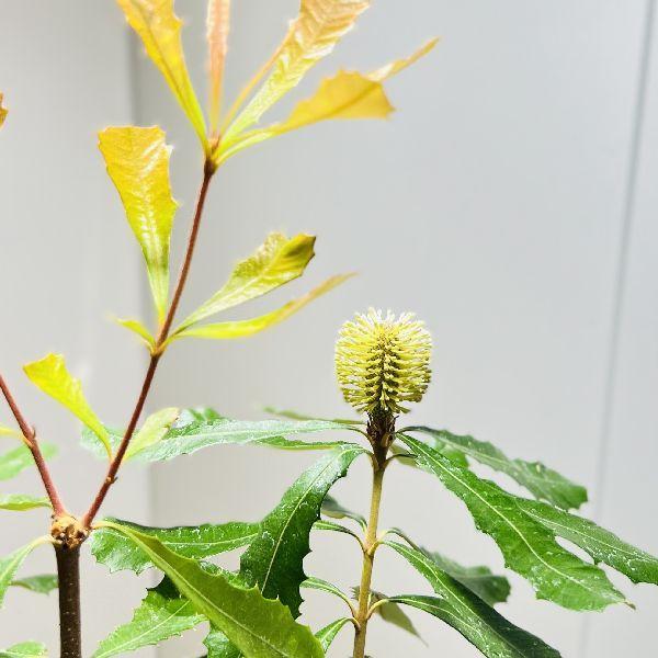 観葉植物 鉢花 苗：バンクシア コースト*7号 現品をお届け : 遊恵盆栽