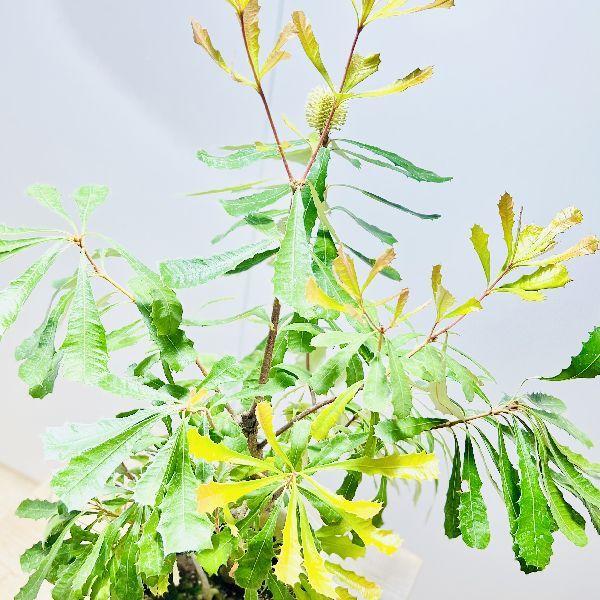 観葉植物 鉢花 苗：バンクシア コースト*7号 現品をお届け : 遊恵盆栽