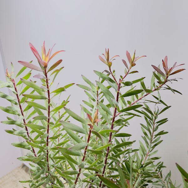 観葉植物 鉢花 苗：リューカデンドロン サファリマジック*7号 現品をお