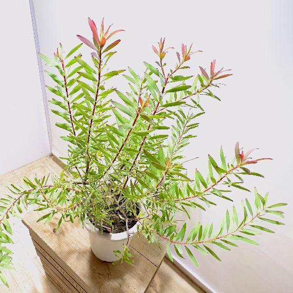 観葉植物 鉢花 苗：リューカデンドロン サファリマジック*7号 現品をお