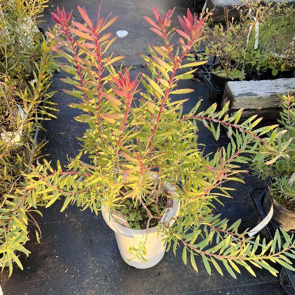 観葉植物 鉢花 苗：リューカデンドロン サファリマジック*7号 現品をお