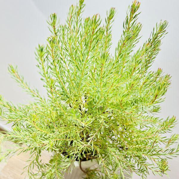 観葉植物 鉢花 苗：リューカデンドロン ストロベリーフェア*7号 現品を