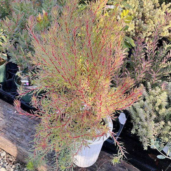 観葉植物 鉢花 苗：リューカデンドロン ストロベリーフェア*7号 現品を