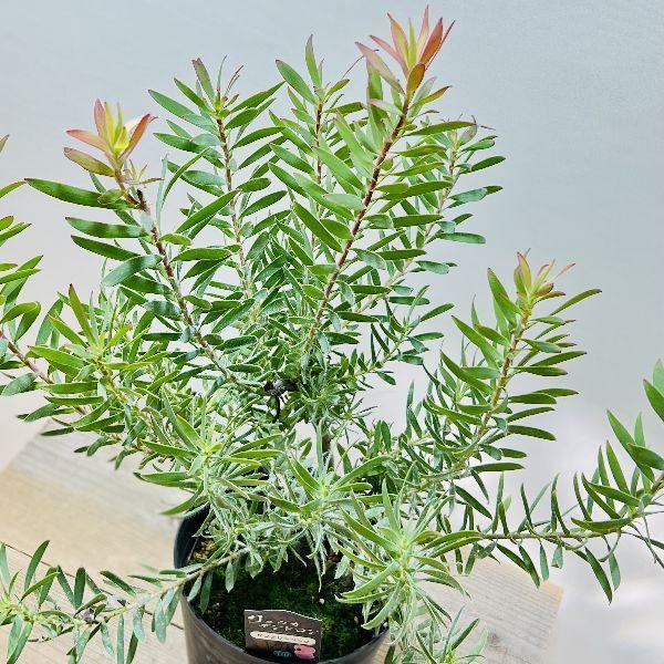 観葉植物 鉢花 苗：リューカデンドロン サファリマジック*6号 : 遊恵